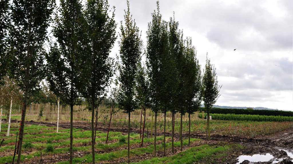 Carpinus betulus 'Fastigiata' 300-350 cm